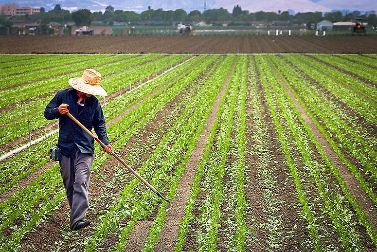 Vegetable-Farming