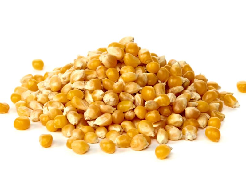 maize