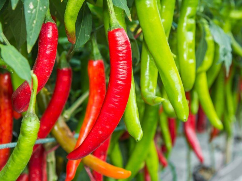 vitamin-C-serum-food-chili-peppers©iStock